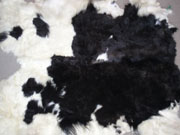 Picture of Yak tails