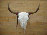 Picture of Light Designed Yak Skull